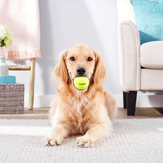 Squeaky Tennis Ball Dog Toy P73511
