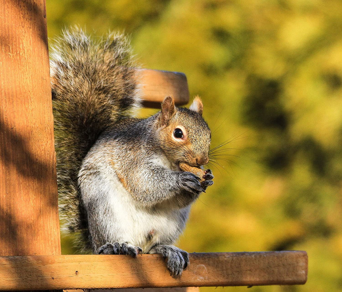 Extra Large Peanuts 50 LBS D494